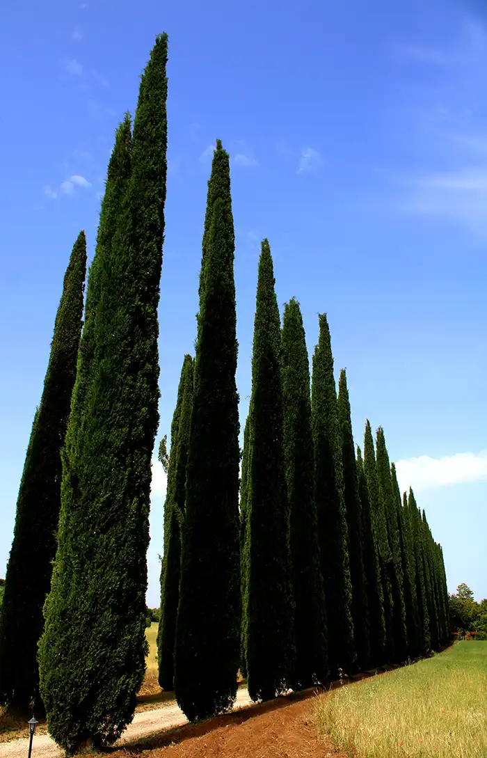 Cipressi