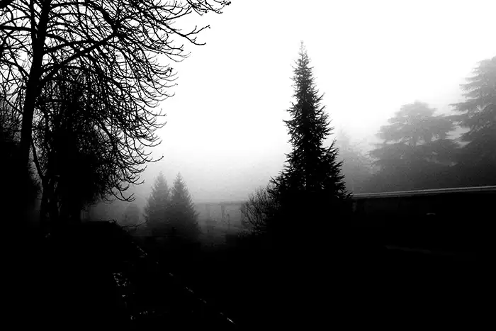 Alberi e nebbia