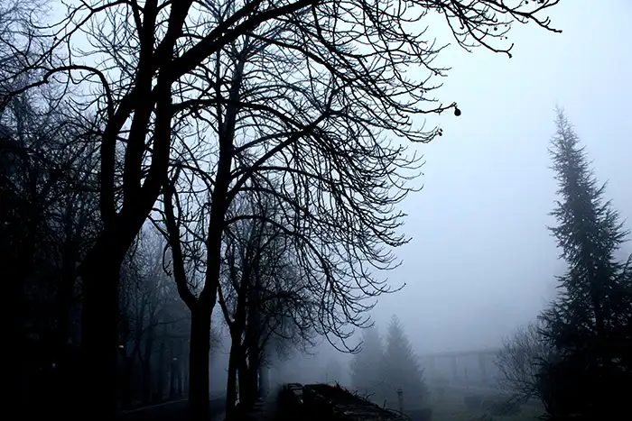 Alberi e nebbia n2