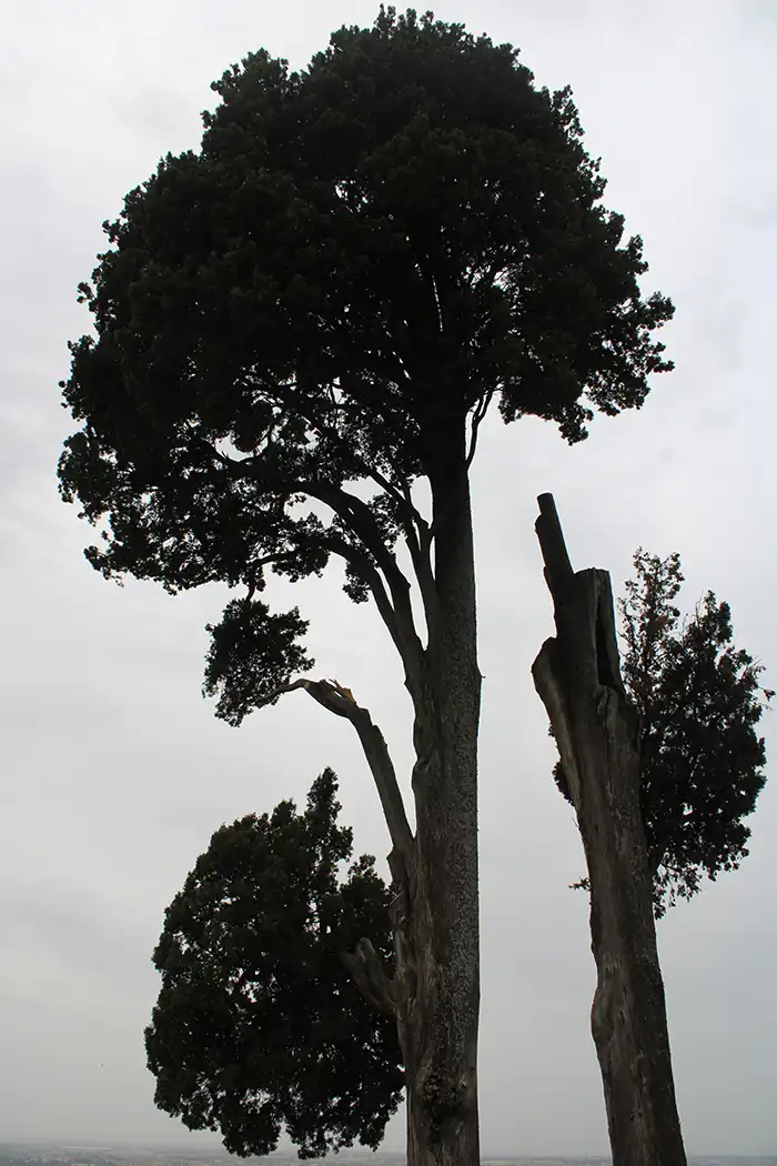 Alberi