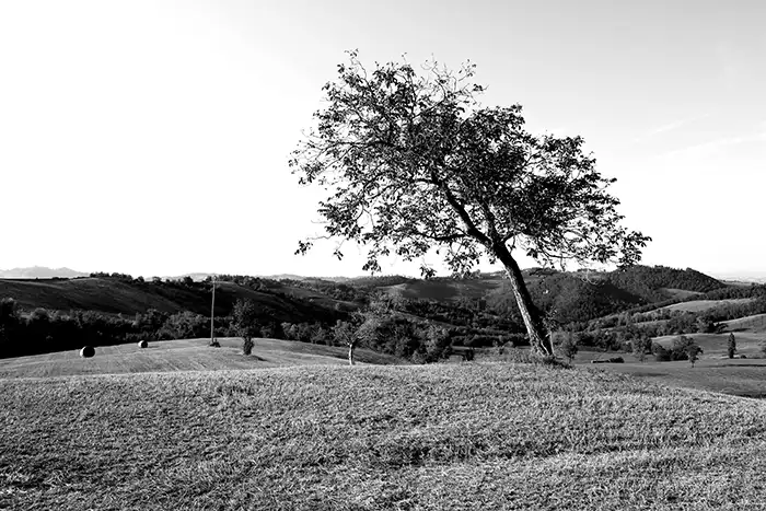 Albero bianco e nero