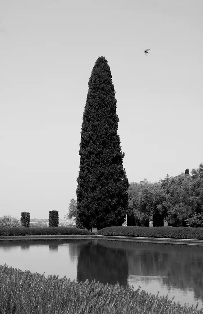 Villa Adriana albero bianco e nero