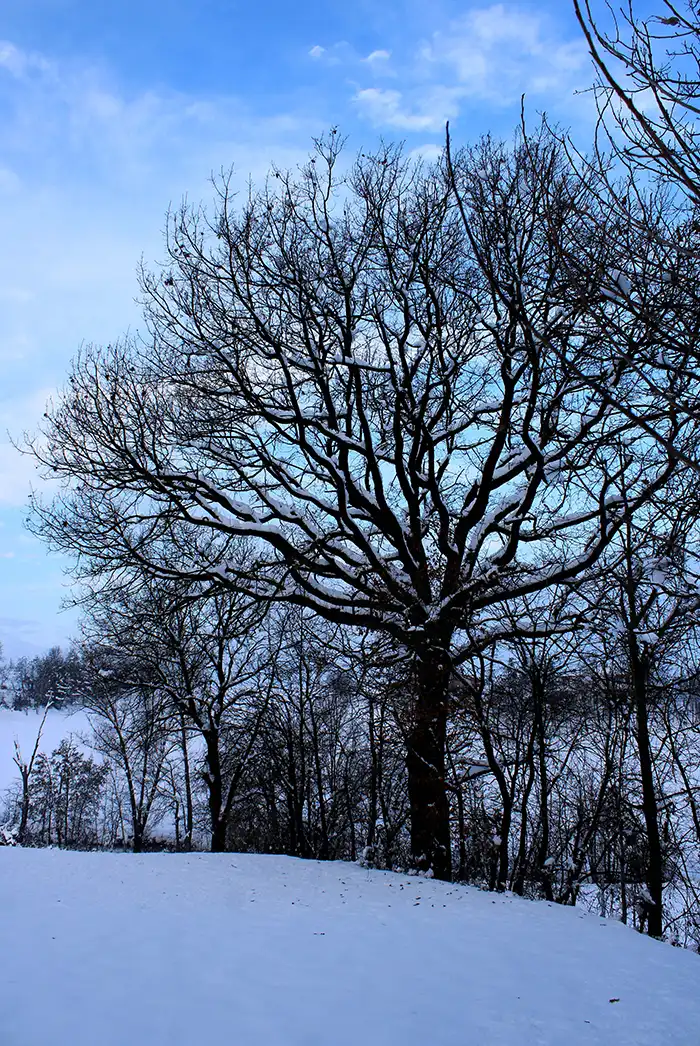 Albero e neve