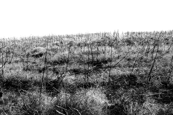 Campo bianco e nero n3