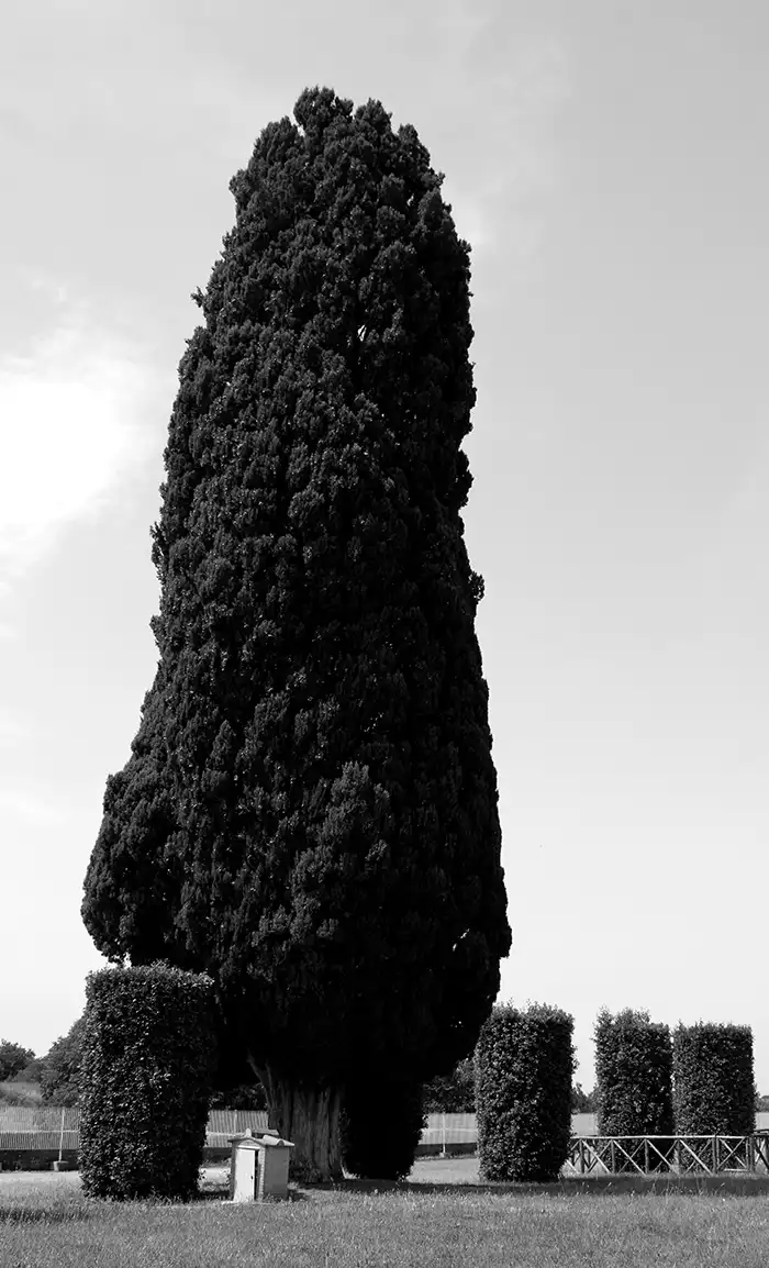 Villa Adriana albero bianco e nero n2