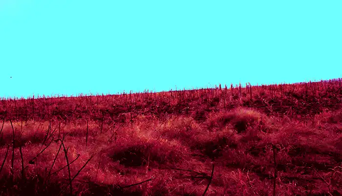 Campo celeste e fucsia