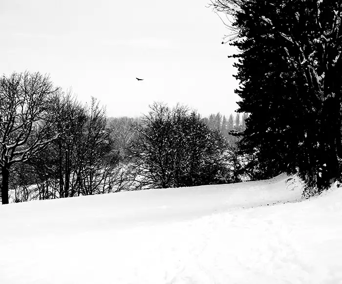 Neve n4