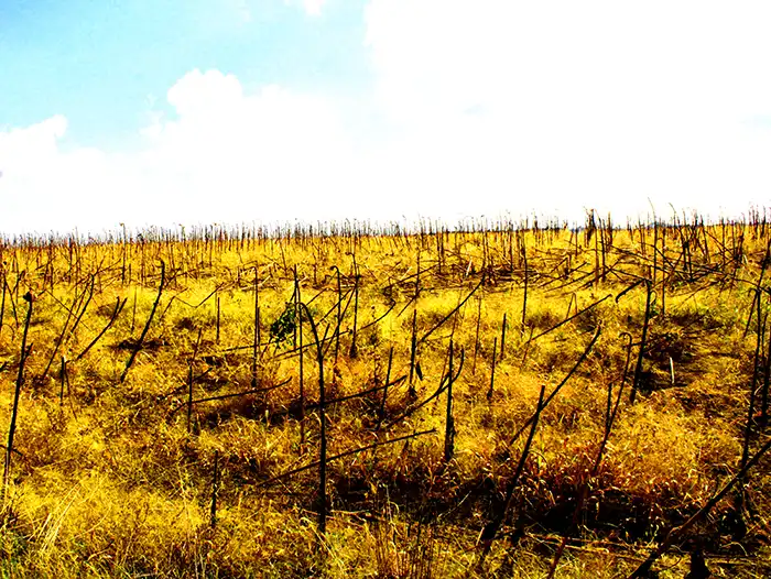 Campo giallo