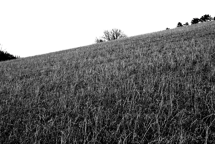 Campo bianco e nero n4