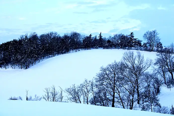 Neve n5