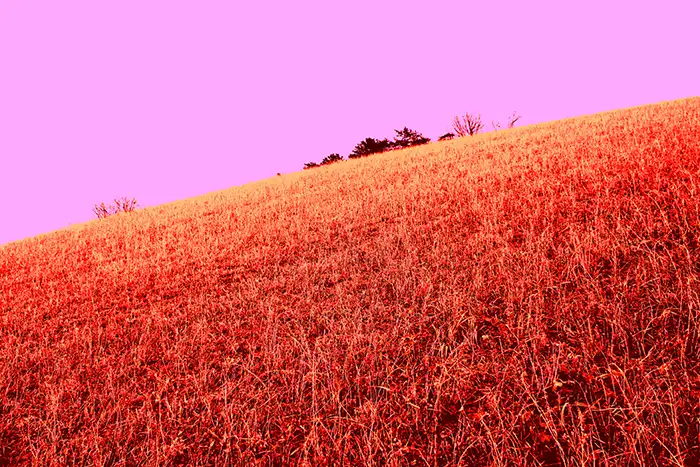 Campo lilla e arancione