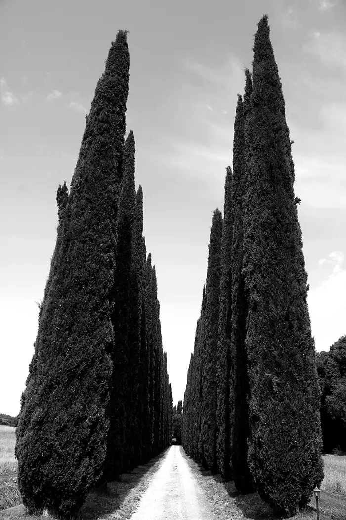 Cipressi bianco e nero