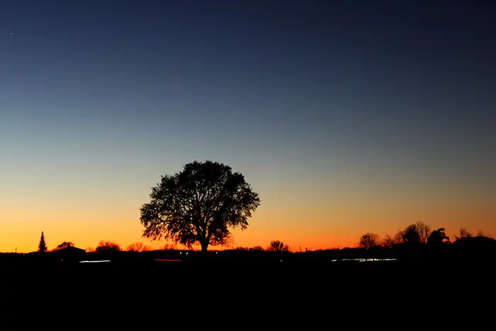 Car Lights e albero